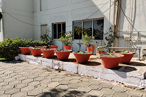 Queens College Landscaping (Location - Indore) 